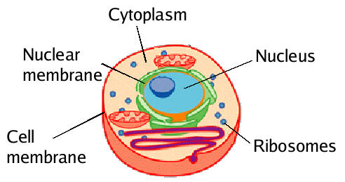 Système et sous-systèmes cellulaires